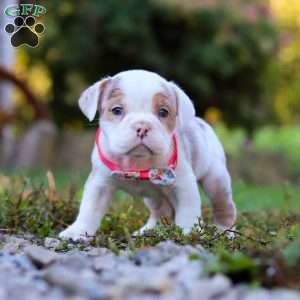 Maya, Beabull Puppy